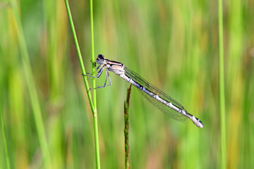 Wall Mural - Common blue damselfly // Becher-Azurjungfer, Gemeine Becherjungfer (Enallagma cyathigerum)