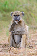 Sticker - Young chacma baboon - Chobe National Park