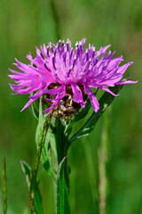 Canvas Print - Wiesen-Flockenblume // Brown knapweed (Centaurea jacea)