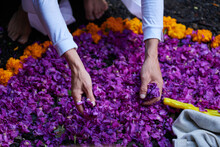 Hands And Purple Petals