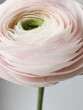 © Vradiy Art/Stocksy - Macro gentle light pink ranunculus on a stem