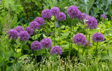 Allium Giganteum Flower Heads, Also Called A Giant Onion Allium. The Flowers Bloom In The Early Summer And Make An Architectural Statement In The Garden.