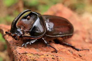 rhinoceros beetle 