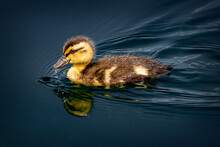 Duckling In The Water