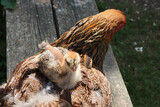 Fototapeta  - Maman poule et son poussin