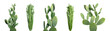Set with beautiful cactuses on white background. Banner design