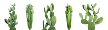 Set With Beautiful Cactuses On White Background. Banner Design