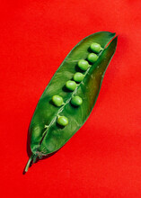 Pea Pod With A Red Background