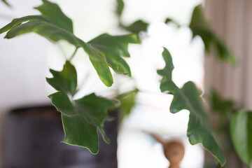 Wall Mural - Potted plants in stylish house