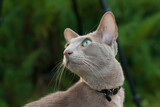Fototapeta  - Oriental Shorthair Cat
