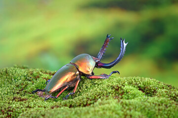 Wall Mural - Sawtooth beetle (Lamprima adolphinae) is a species of stag beetle in Lucanidae family found on New Guinea and Papua. One of world's most famous awesome pets-insect. The Exotic pets