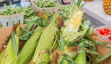 One Opened Corn Husk Among Unopened Fresh Pieces At A Farmers Market In Florida