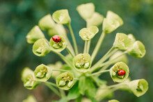 Euphorbia Flowers With Ladybirds