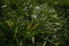 A Soap Bubble In The Grass