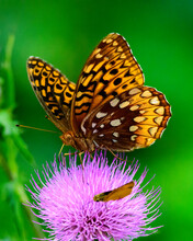 Great Spangled Fritillary Butterfly On Thistle
