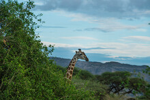 Side View Of Giraffe Against Trees 