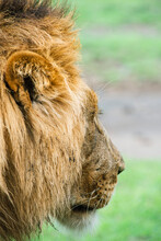 Profile Portrait Of An African Lion 