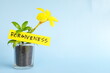 Grow and nurture forgiveness concept. Plant on pot with flower on blue background with copy space.