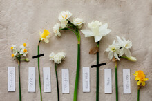 Various Daffodils and paper tags with name