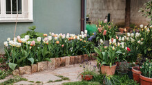 Tulips En Mass In Garden Flower Bed