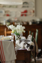 Cat Sleeping On Kitchen Table