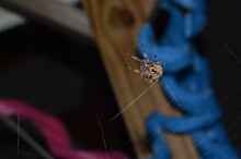 Spider On A Web