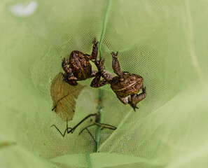 Pond frogs