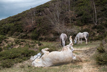 A Horse Rolls While Two Other Graze