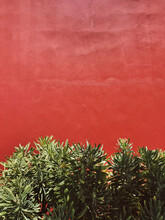 Beautiful Green Tropical Plant Against Red Wall. Minimal Colorful Background. 