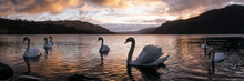 Ullswater Swans Sunrise Lake District
