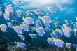 © DAISUKE KURASHIMA/Stocksy - School of Powderblue Surgeonfish