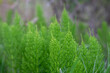 Selective focus shot of green, field horsetail leaves during daylight
