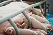 © Melissa Milis Photography/Stocksy - Little piglets drinking from mother pig