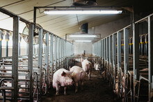 Indoor Pig Farm