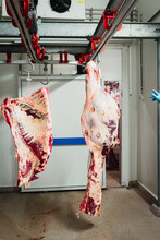 Cow Carcasses Hanging In Meat Factory