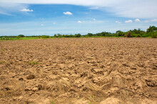 The Drought Will Destroy The Crops That Are Grown. The Plant Will Dry Up On Hot Soil.