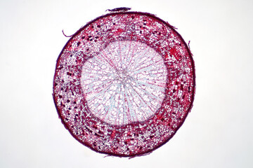 Wall Mural - Cross sections of plant stem under light microscope view.