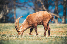 Wild Alpine Ibex Grazing