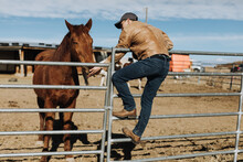 A Man Stands On A Metal Gate And Looks At His Horses