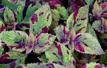 Beautiful Colorful Coleus 'Mighty Mosaic' Tropical Plant