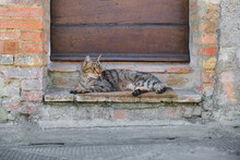 Stray Cat Resting Outdoors In Old Italian Alley