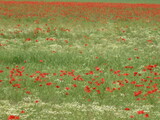 Fototapeta Natura - field of red poppies