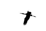 Fototapeta Zwierzęta - silhouette of a bird flying against a white background