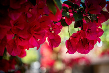 Beautiful Bokeh Of Red Bougainvillea Bush In Blossom. Extreme Shallow Depth Of Field