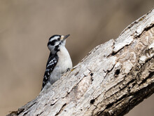 Closeup Shot Of A Downy Woodpecker Bird Perched On A Tree