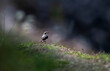 The Northern Wheatear in sunlight
