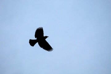 silhouette of two birds bird flying against a blue sky background