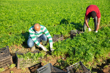 Two farm workers in disposable medical masks working on field, harvesting fresh parsley. New life reality and social distancing in coronavirus pandemic