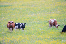 Herd Of Cows Grazing On A Green Meadow