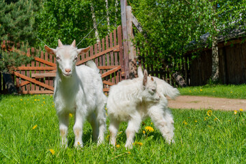 Closeup shot of two baby goats on a meadow